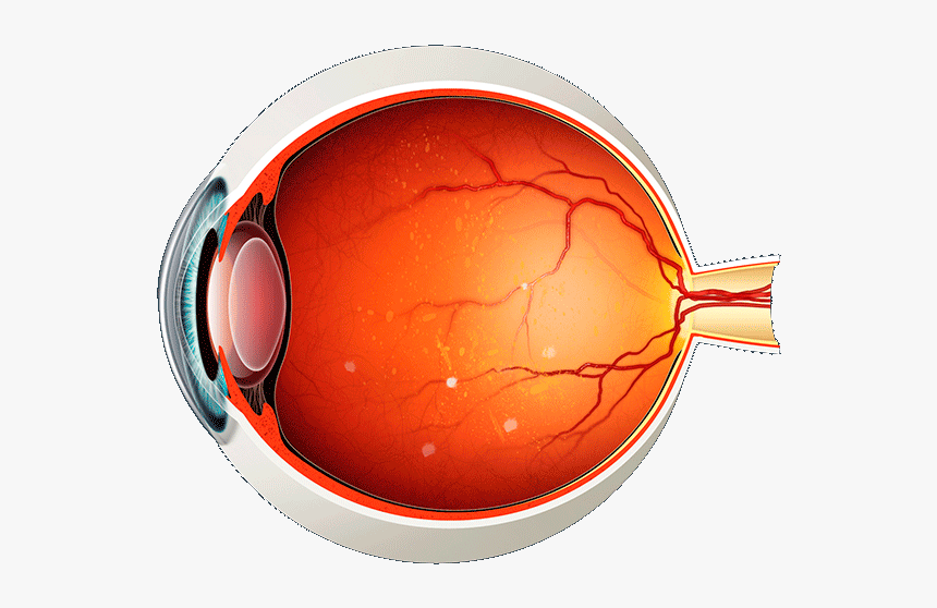 Eye Anatomy Png, Transparent Png, Free Download