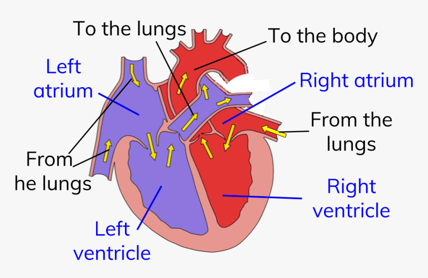 Heart Double Circulatory System, HD Png Download, Free Download