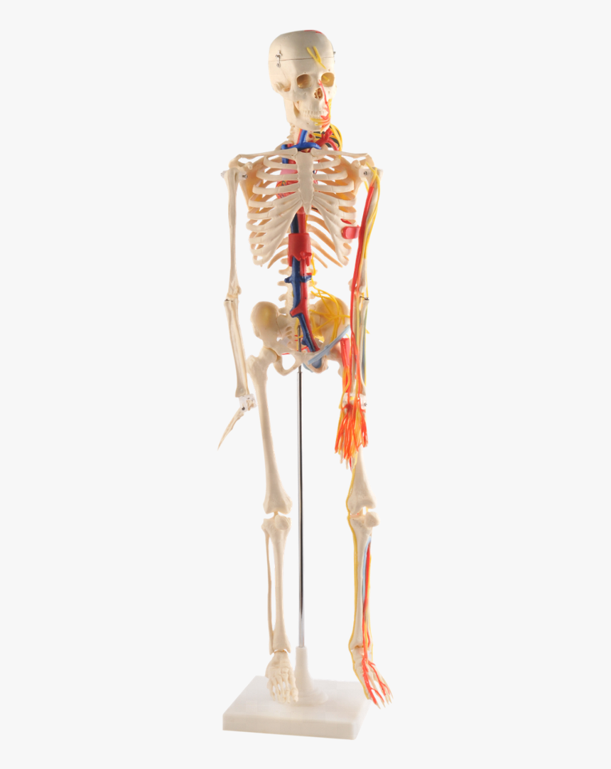85cm Human Skeleton Model With Nerves , Blood Vessels,heart - Skeleton, HD Png Download, Free Download