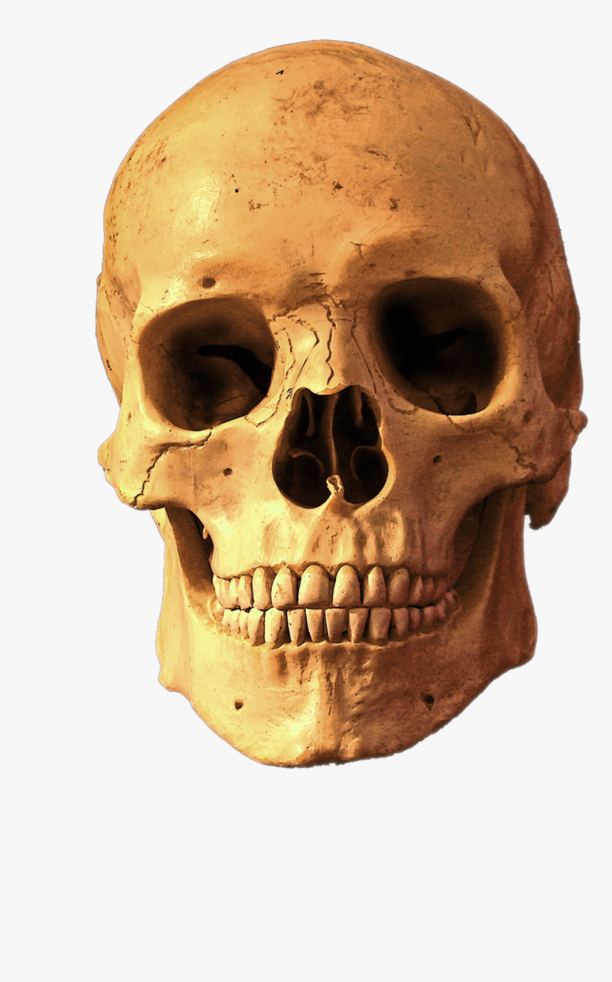 Skull Transparent Background Png Image Free Download - Skull, Png Download, Free Download