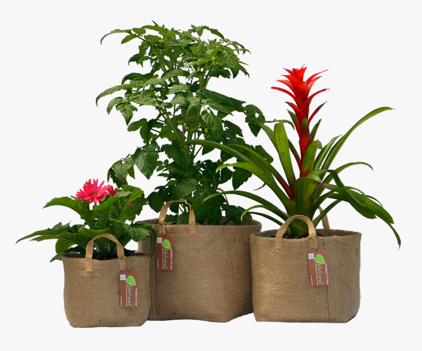 Big Flower Pot Png, Transparent Png, Free Download