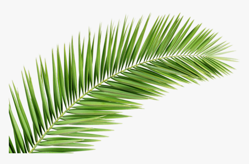 Palm Tree Png Transparent Images Free Donwload - Palm Tree Leaf Png, Png Download, Free Download