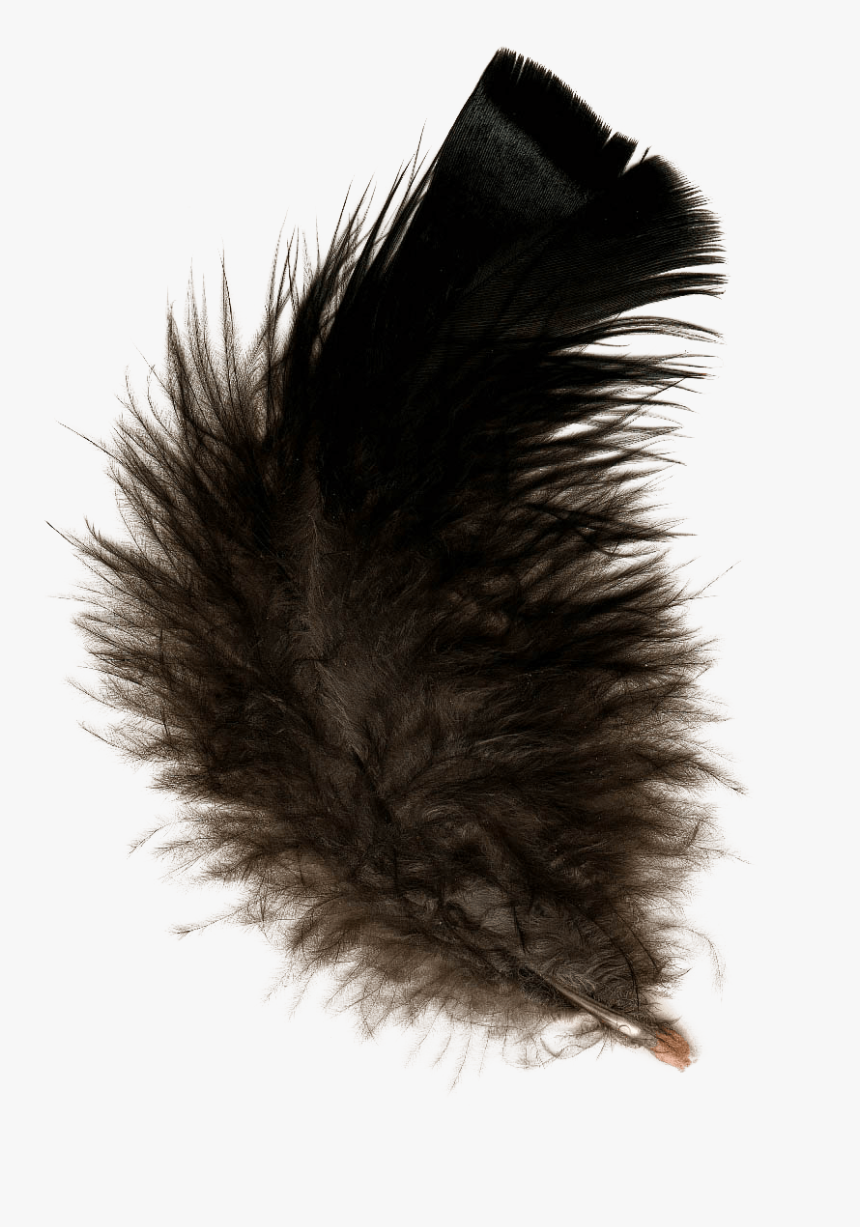 Feather Black, HD Png Download, Free Download