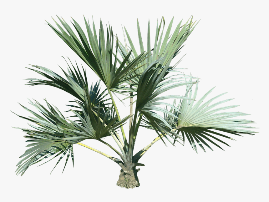 Top Palm Tree, HD Png Download, Free Download