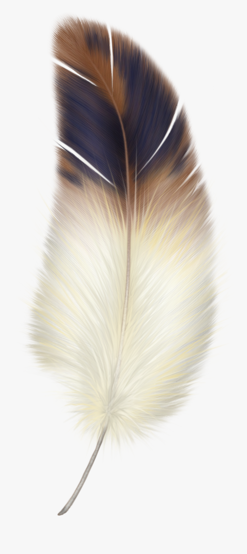 Feather Png, Transparent Png, Free Download