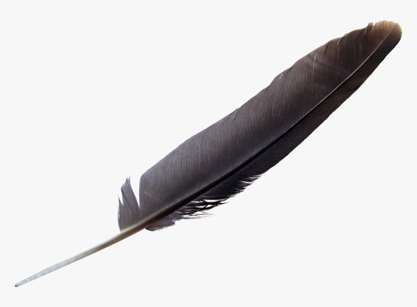 Feather Png Image, Transparent Png, Free Download