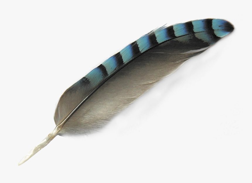 Feather Png Image - Bird Feather Png, Transparent Png, Free Download