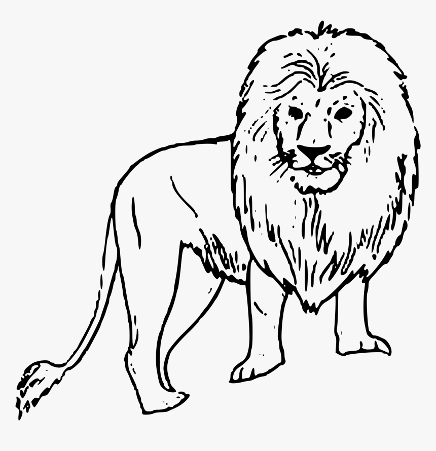 African Lion Clip Arts - Lion Picture Black And White, HD Png Download, Free Download