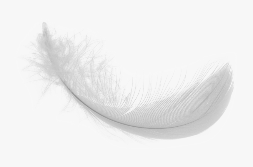 White Feather Png Download Image - Feather Png Real White, Transparent Png, Free Download