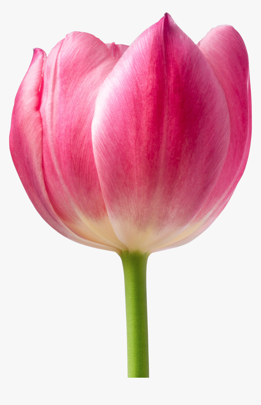 Flower Pots Png, Transparent Png, Free Download