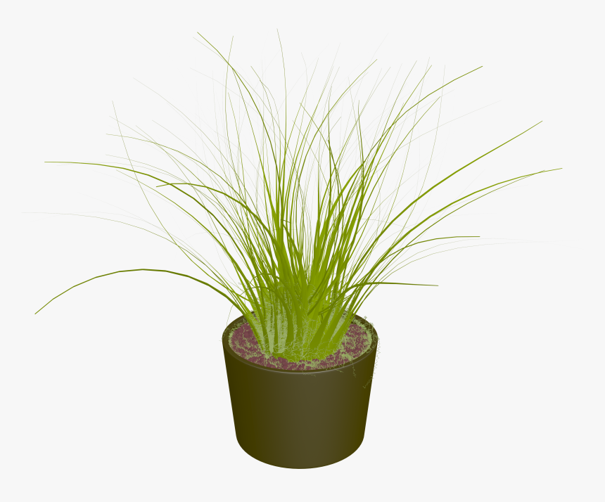 Family,chives,flowering Plant,terrestrial Plant,herb,perennial - Blau Grüne Binse, HD Png Download, Free Download