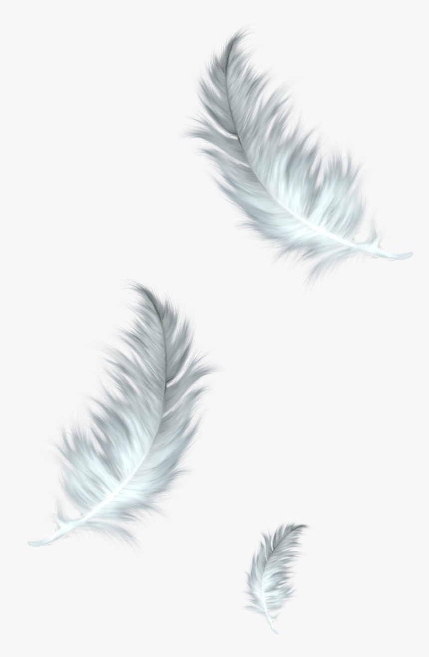 Premium Vector  White soft feathers bird plumage isolated on transparent  background isolated on background vector illustration