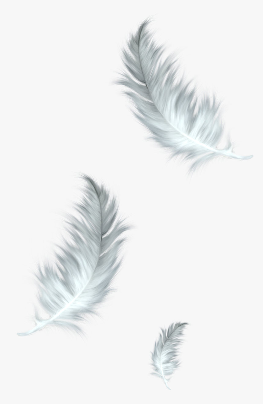 White Feathers Png - Transparent Background Feather Png, Png Download, Free Download