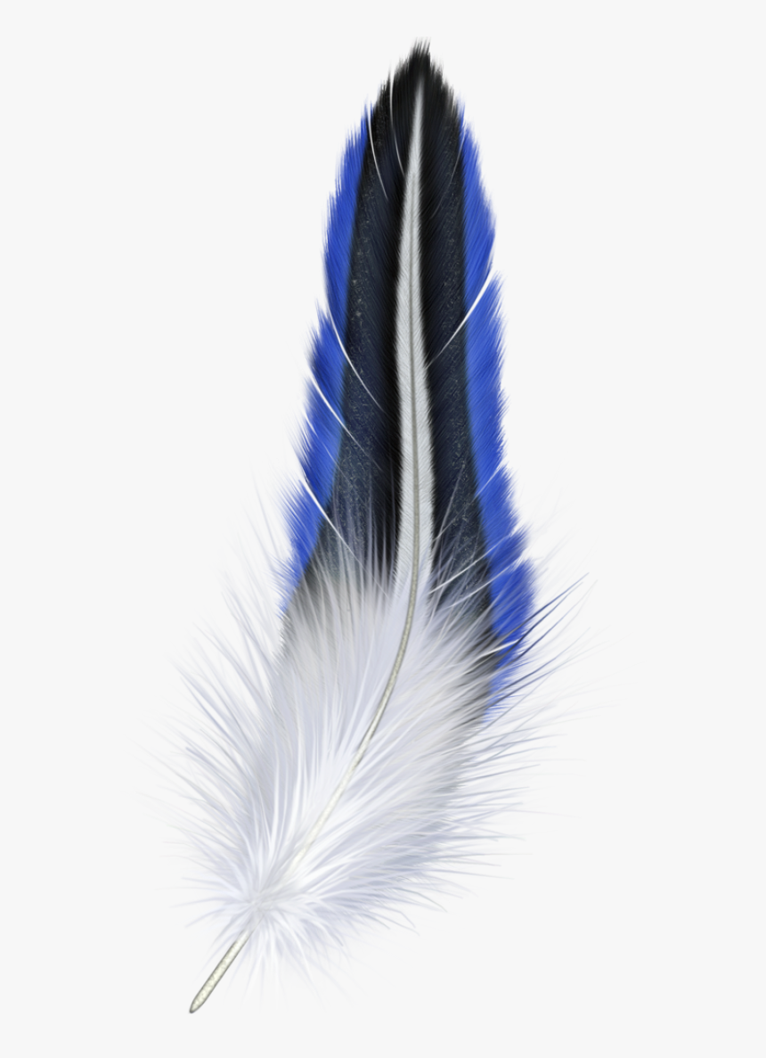 Feather Png - Blue And White Feather, Transparent Png, Free Download