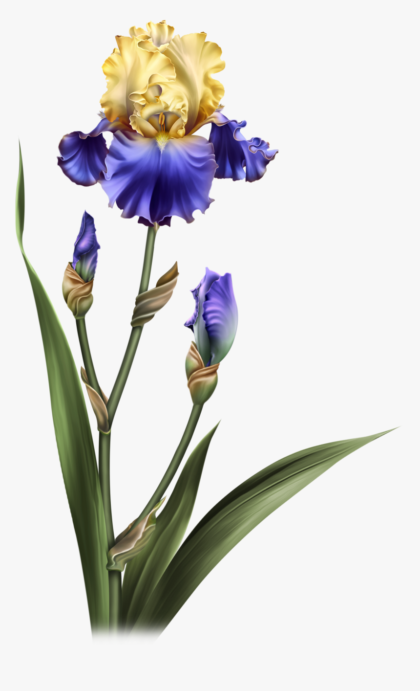 Iris Dreams Flower Pots, Potted Flowers, Iris, Clip - Iris Flower No Background, HD Png Download, Free Download