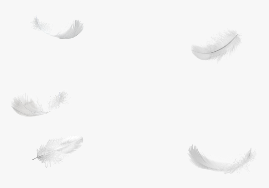 Five Feathers Falling No Background Png - Transparent Falling White Feathers, Png Download, Free Download