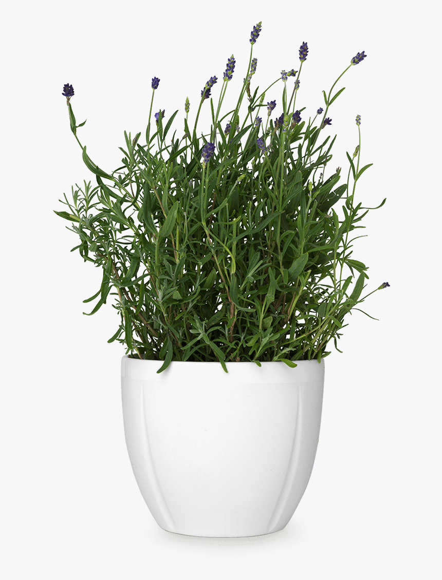 Transparent Pot Plant Png - Plant In Pot Png, Png Download, Free Download