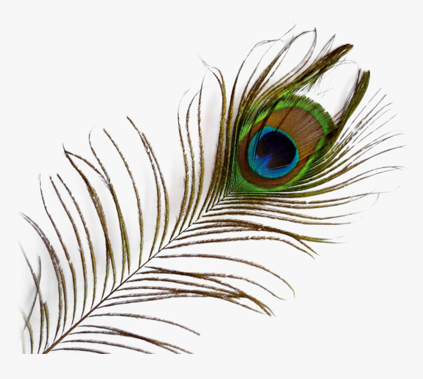 Peacock Feather Png Image, Transparent Png, Free Download