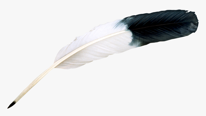 Grab And Download Feather Png Icon - Bird Feather Png, Transparent Png, Free Download