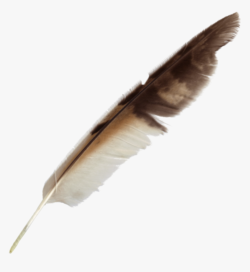 Feather Png Image File - Feather Pen Png Transparent, Png Download, Free Download