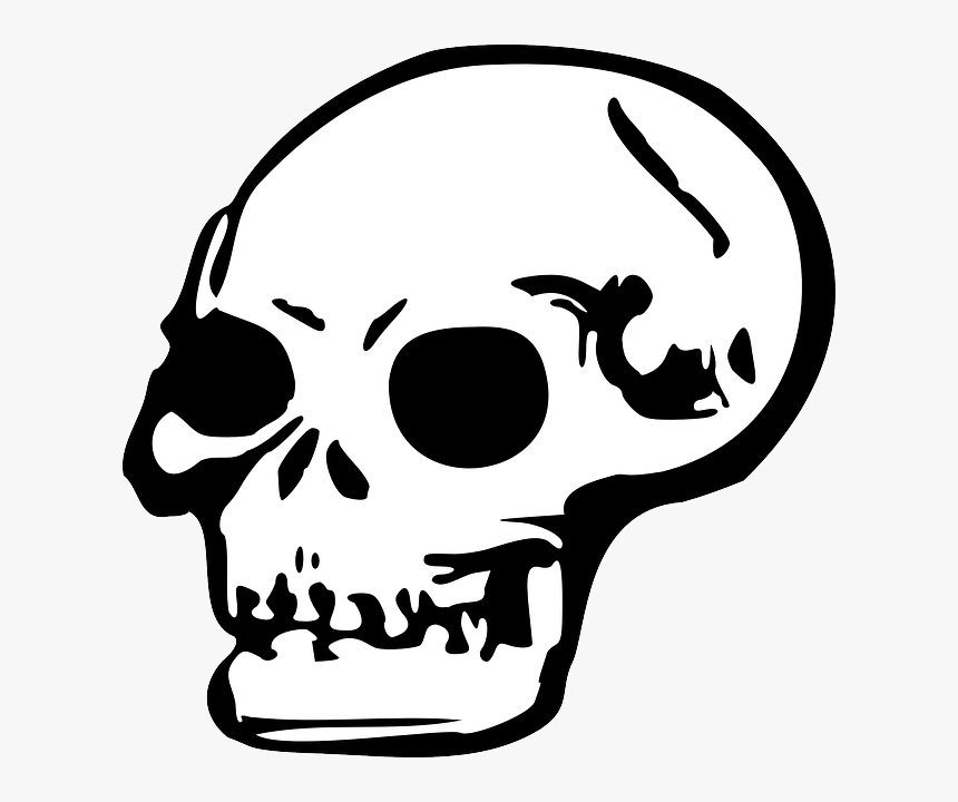 Human Skull Png - Skull Clip Art Png, Transparent Png, Free Download