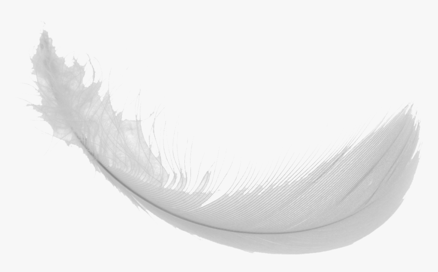 Download Feather Png Images - Feather Png Transparent Gif, Png Download, Free Download