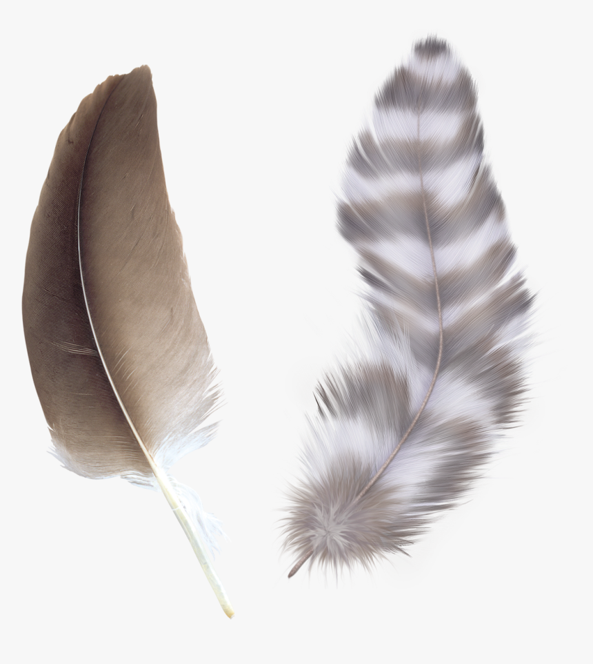 Falling Feather Png - Feather Clear Background, Transparent Png, Free Download