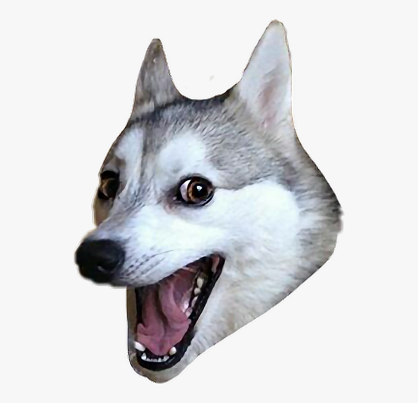 #ftestickers #dog #husky #funny #meme - Husky Dog Meme Png, Transparent Png, Free Download