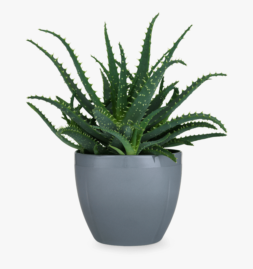 Gc Flowerpot Oe14 5 Cm Cold Grey Grand Cru - Transparent Background Potted Plant Png, Png Download, Free Download