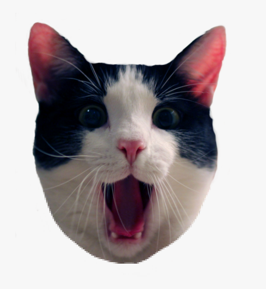 Cat Meme Png - - Friday Cat Quote, Transparent Png, Free Download