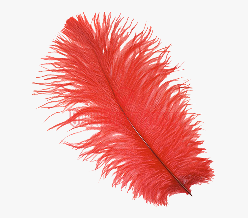 Transparent Background Red Feather Png, Png Download, Free Download