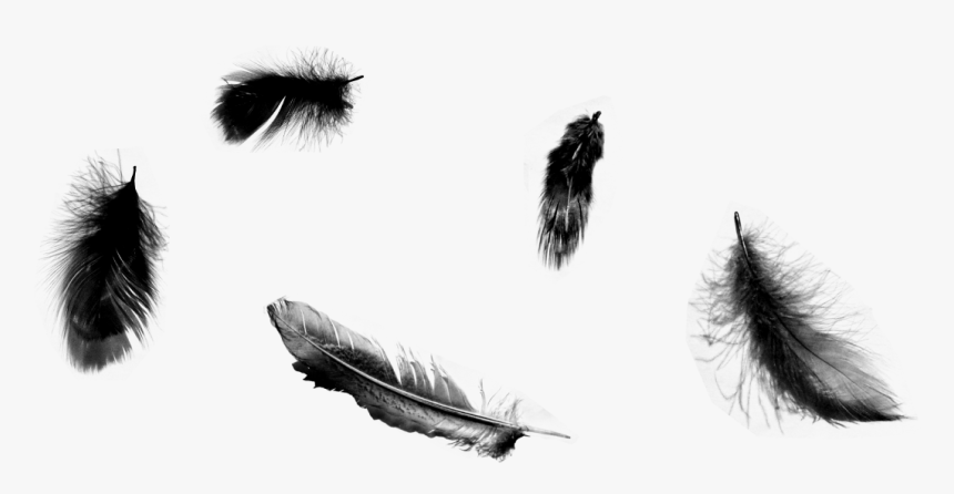 Falling Angel Feathers Png - Black Feathers Transparent Background, Png Download, Free Download