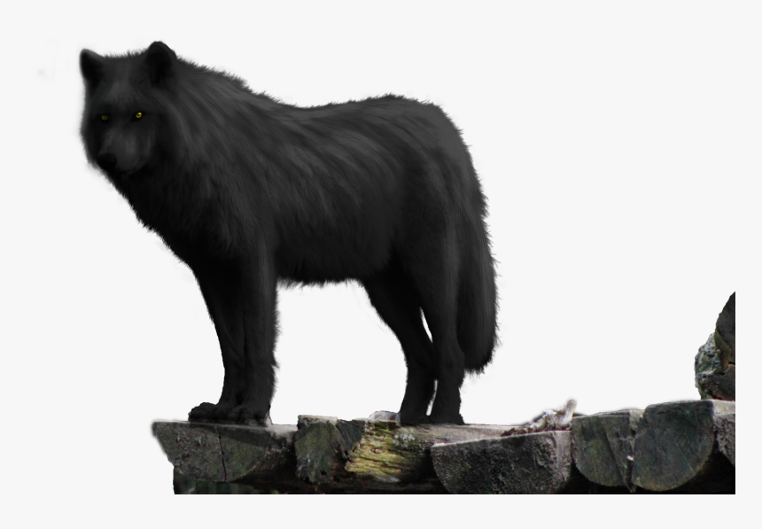 Black Wolf On Rock Png - Black Wolf On Rock, Transparent Png, Free Download