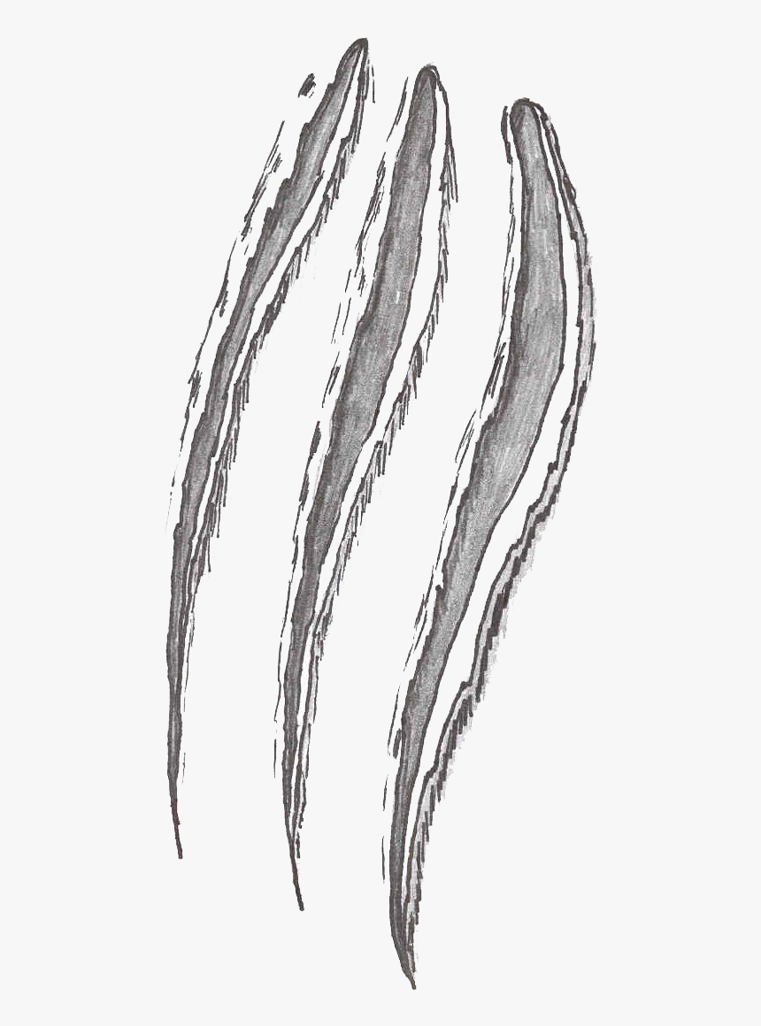 Transparent Scratches Png - White Claw Scratch Png, Png Download, Free Download