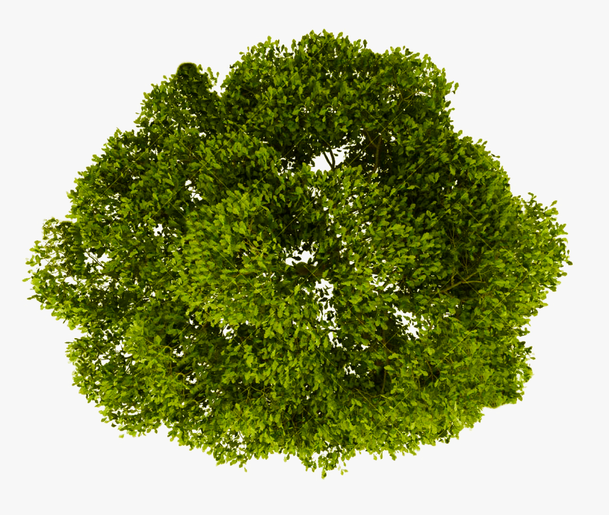 Transparent Grass Background Png - Trees Top View Png, Png Download, Free Download