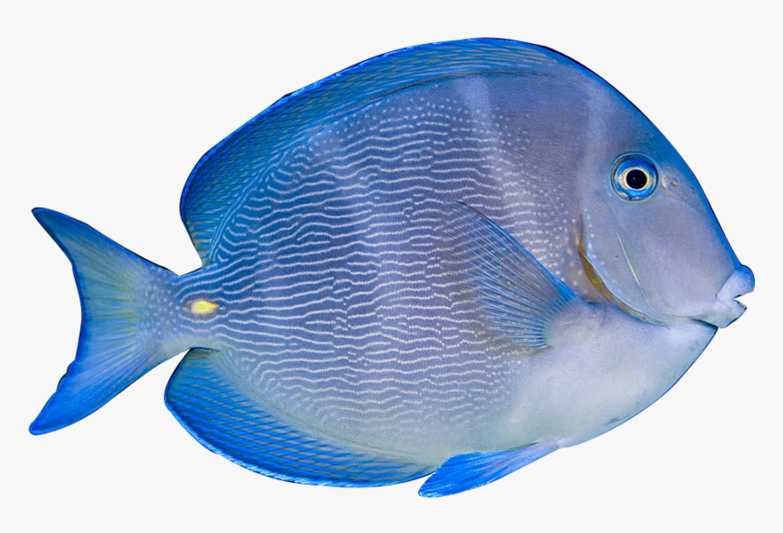 Coral Reef Fish - Atlantic Blue Tang Clipart, HD Png Download, Free Download