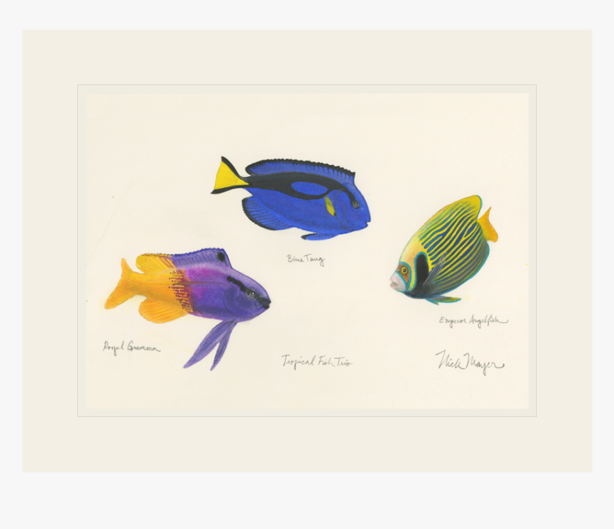 Tropical Fish Trio - Wrasses, HD Png Download, Free Download