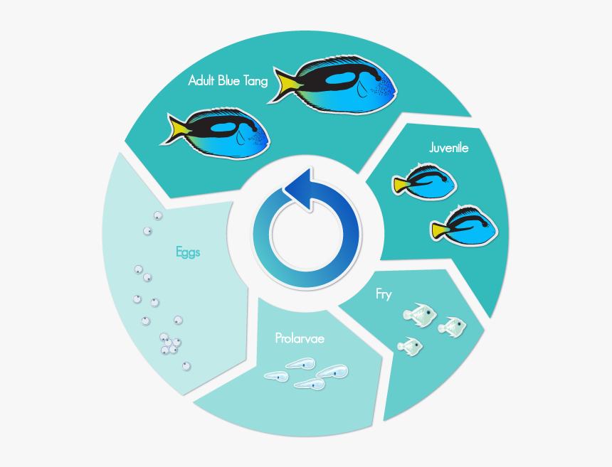 Blue Tang Fish Life Cycle, HD Png Download, Free Download