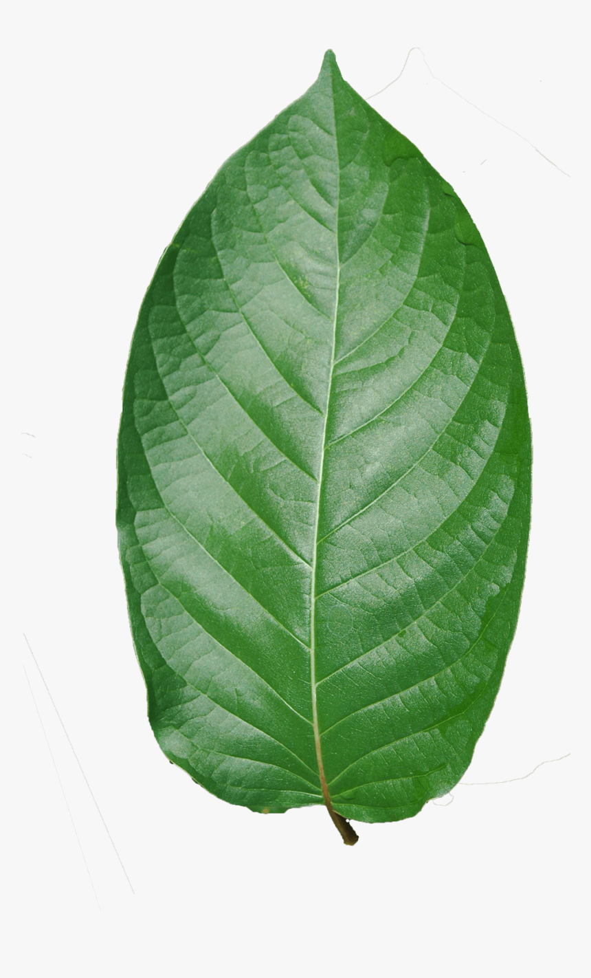 Transparent Kratom Png - White Walnut, Png Download, Free Download