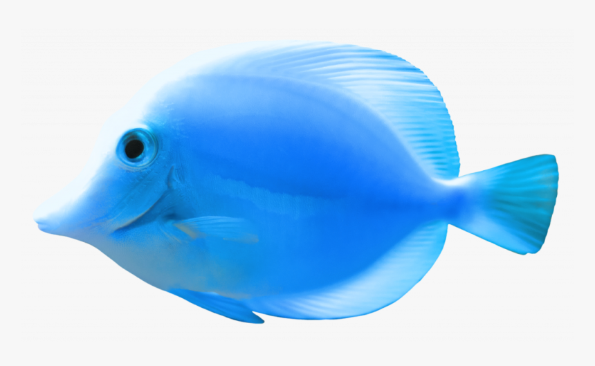 Complete Images Of Fish Blue Png Clipart Best- - Beautiful Blue Fish Png, Transparent Png, Free Download