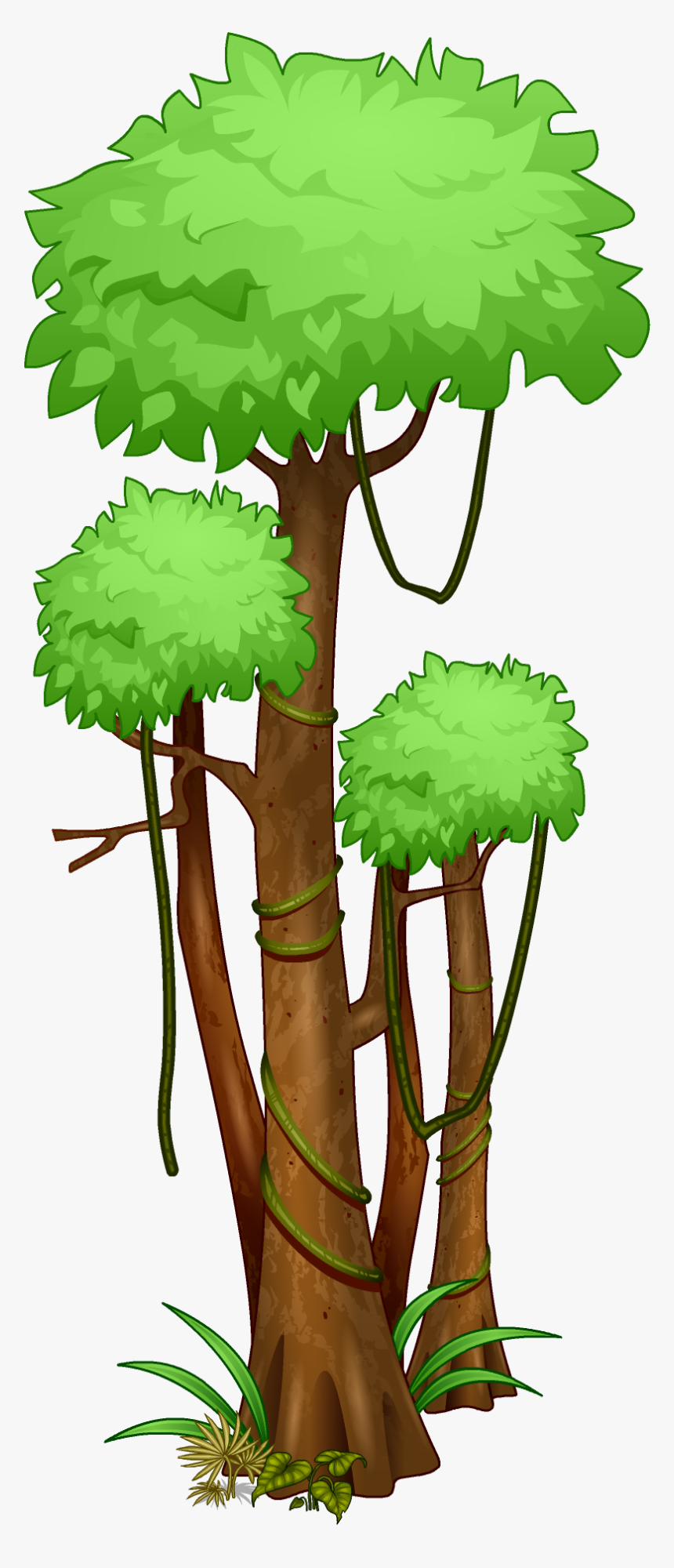 Amazon Rainforest Png Pic - Amazon Rainforest Tree Drawing, Transparent Png, Free Download