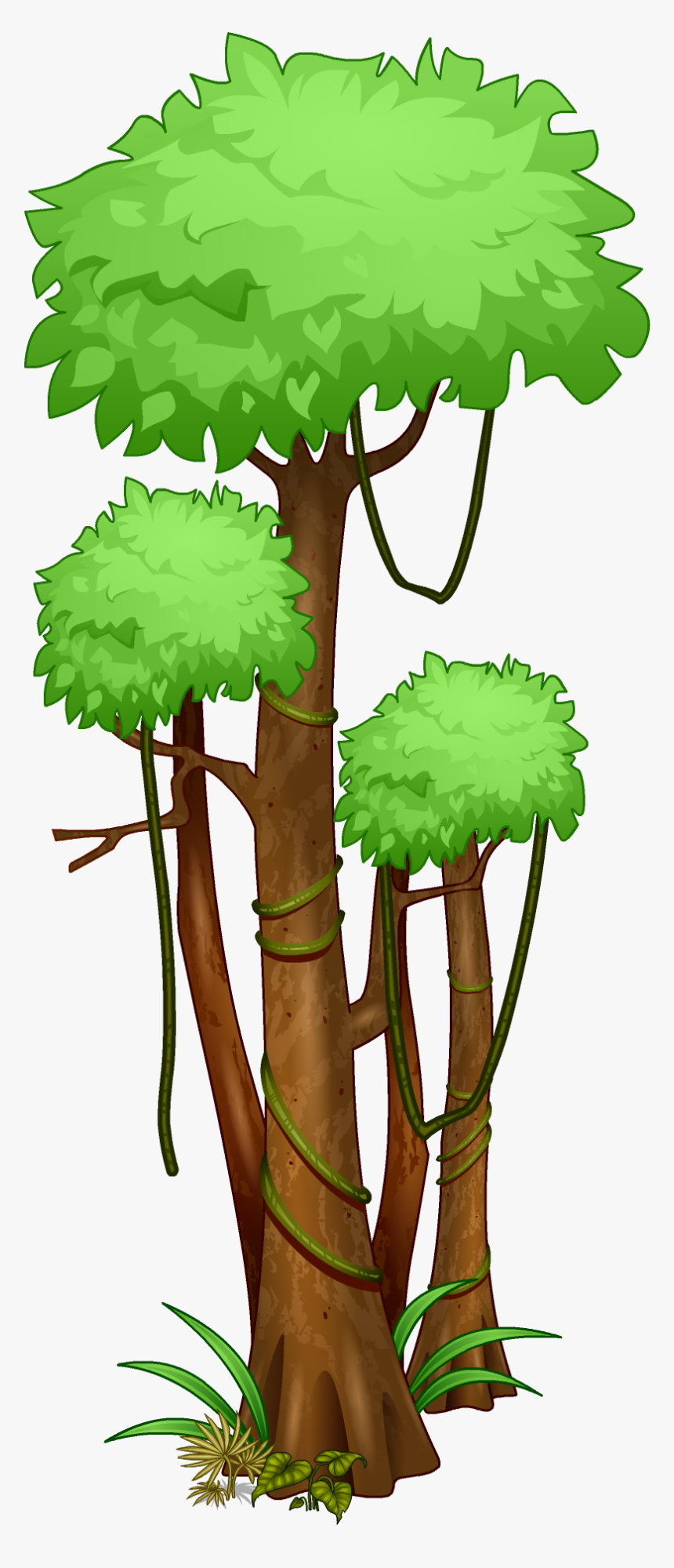 Rainforest Plants Drawings