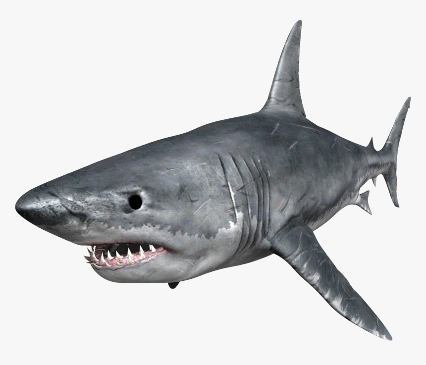 Browse And Download Shark Png Pictures - Great White Shark Png, Transparent Png, Free Download