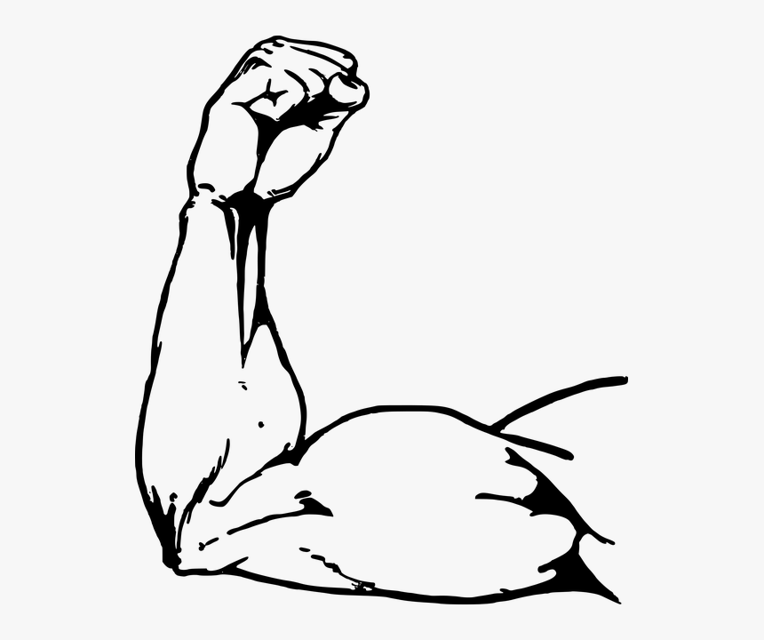 Arm Muscle Drawing, HD Png Download, Free Download