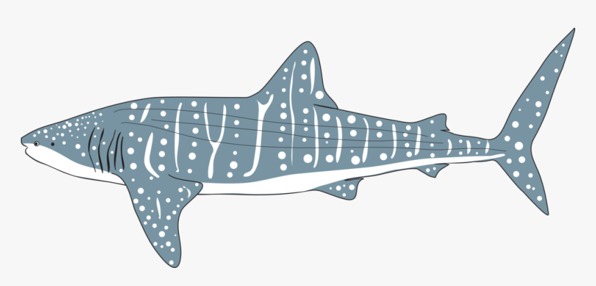 Whale Shark Png - Transparent Whale Shark Png, Png Download, Free Download