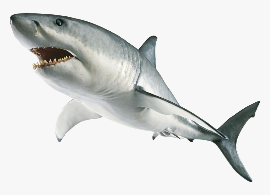 Download Free High Quality Shark Png Transparent Images - Great White Shark No Background, Png Download, Free Download