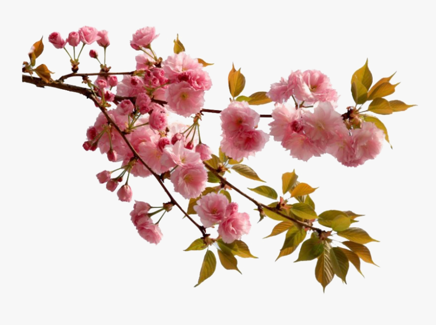 Chinese Flower Png Picture - Cherry Blossom Chinese Flowers, Transparent Png, Free Download
