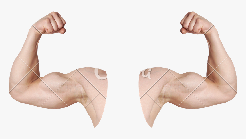 Bicep Muscle Png - Flexed Biceps, Transparent Png, Free Download