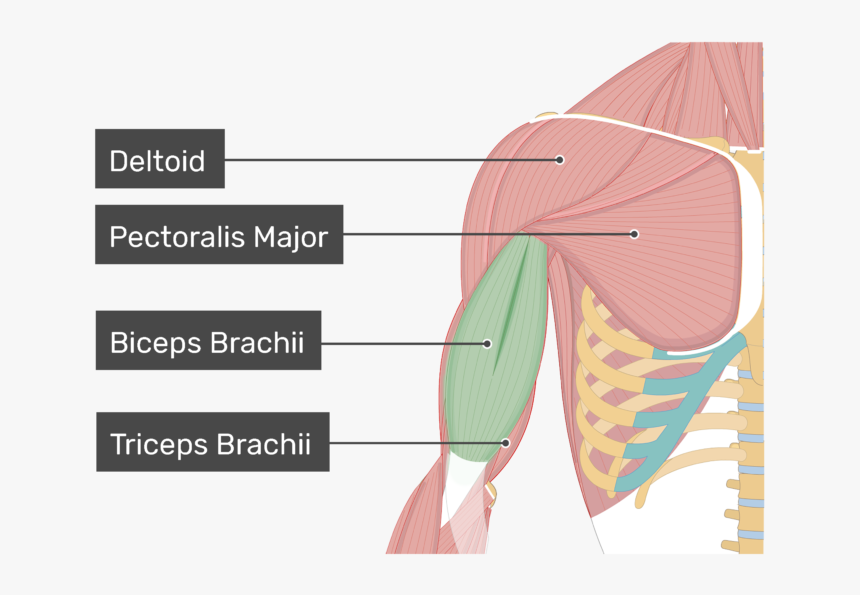 An Anterior View Of The Arm Muscles With Labels For - Biceps And Triceps Brachii, HD Png Download, Free Download