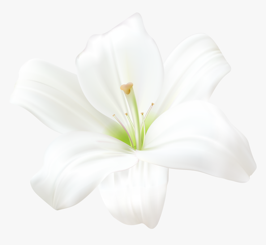 White Lily Png Image, Transparent Png, Free Download